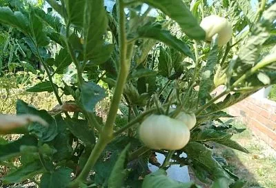 Высосет все соки: как избежать удушающих объятий повилики