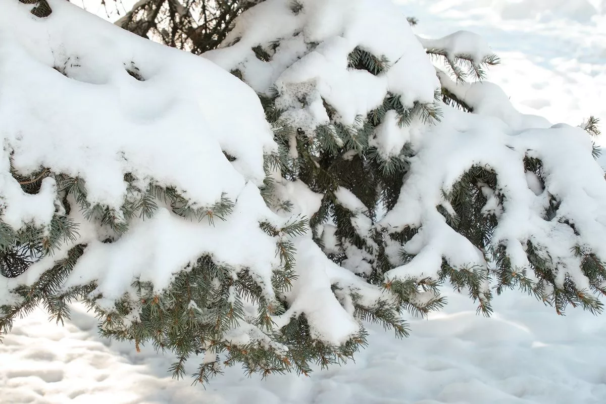 Вторжение зимы в апреле: синоптики назвали причину погонных аномалий в России