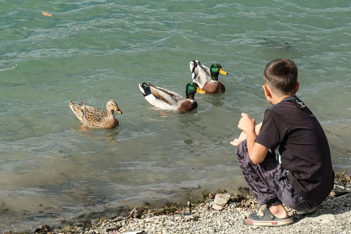 На озере живет стайка уток. Для них здесь установили домики. Птицы совсем не боятся людей и охотно подплывают к берегу, чтобы угоститься хлебом или булочкой. 