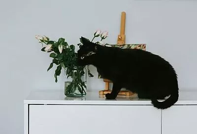 Смертельная красота: растения, которые могут погубить вашего питомца