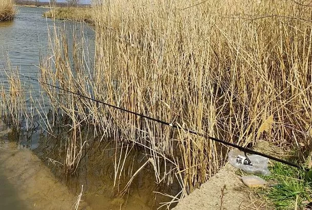 Трофейный судак жадно хватает живца: секреты верной поклевки и вываживания от Сабанеева