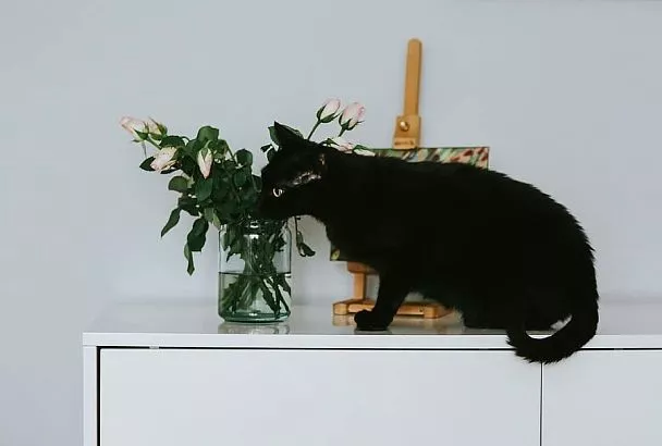 Смертельная красота: растения, которые могут погубить вашего питомца