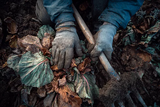 Листья — не мусор, а золото садовода: как сделать листовой перегной и сэкономить на удобрениях