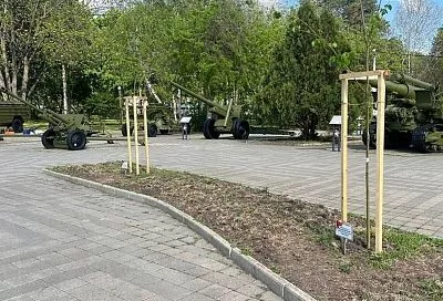 Именные деревья в память о героях специальной военной операции посадили в Краснодаре