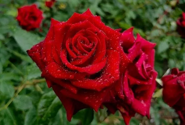 Королева готовится к спячке: как подкормить розы осенью, чтобы в следующем году они поразили цветением