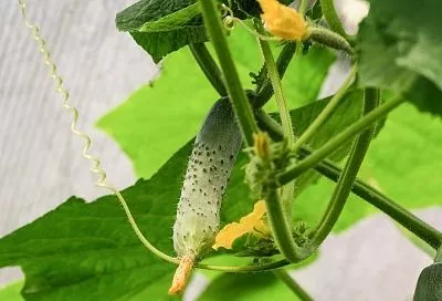 Натурально и надежно: как безопасно защитить огурцы во время созревания