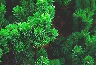 Хвойным деревьям во дворе нужны особые условия