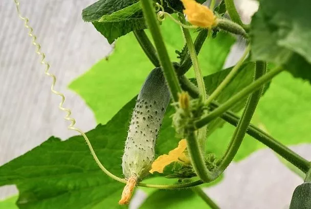 Натурально и надежно: как безопасно защитить огурцы во время созревания