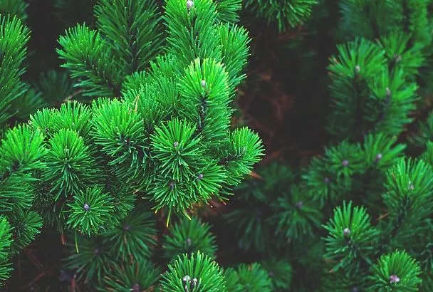 Хвойным деревьям во дворе нужны особые условия