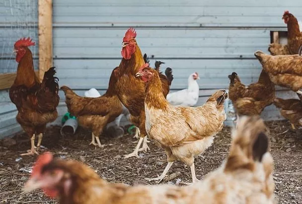 Как поить кур в жару по науке Тимирязевки: 3 шага к спасению от падежа