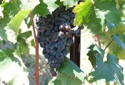 Винодельня из Северского района повысила производительность благодаря бережливым технологиям