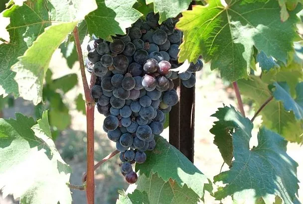 Винодельня из Северского района повысила производительность благодаря бережливым технологиям