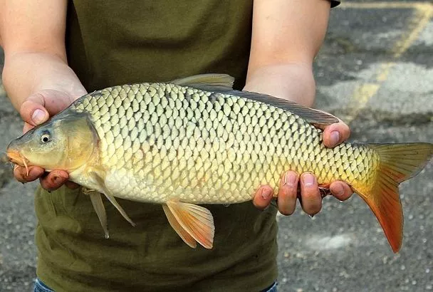 Ловите весеннего карпа так и готовьте его в духовке: 5 шагов и 3 простых рецепта