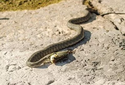 Ползучие соседи: ученые рассказали, как обезопасить себя от укуса змеи