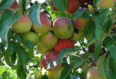 Пять золотых правил осенней посадки яблонь, которые гарантируют большие урожаи в будущем