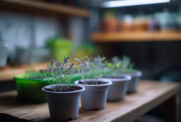 Как вырастить лаванду из семян без стратификации: мой опыт за месяц