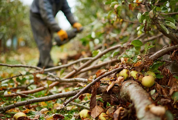 Как защитить яблони и вишни от парши и монилиоза осенью