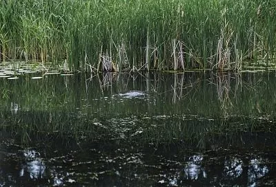 В водоемах южных регионов растет число опасных микроорганизмов из-за потепления 