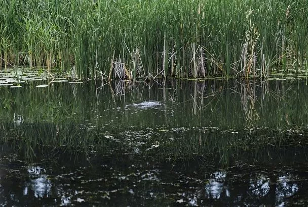В водоемах южных регионов растет число опасных микроорганизмов из-за потепления 