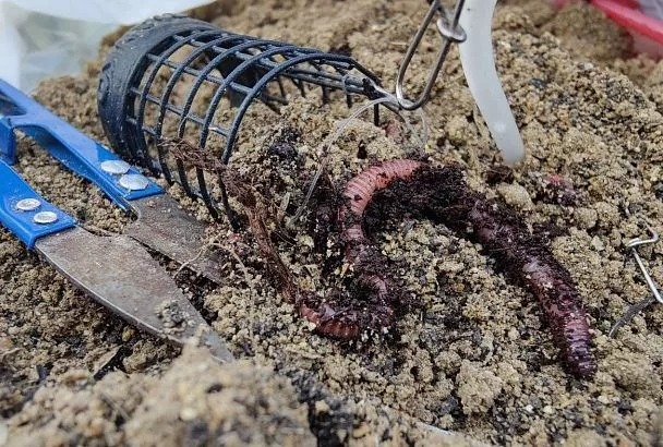 На что клюет карась весной: 3 лучшие наживки для холодной воды 