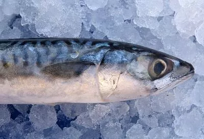 Зачем покупать задорого, если можно сделать самим? Как посолить скумбрию дома