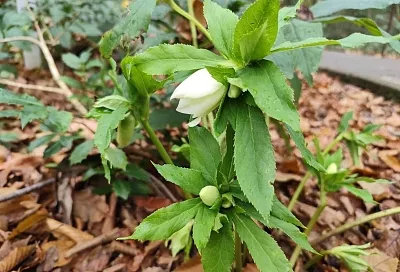 Краснокнижный зимовник расцвел в горах под Сочи