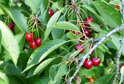 Следующим летом вам ведер не хватит, чтобы собрать урожай черешни и вишни! Все секреты обрезки косточковых для повышения урожайности в 5 раз