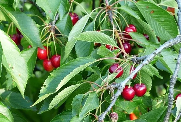 Следующим летом вам ведер не хватит, чтобы собрать урожай черешни и вишни! Все секреты обрезки косточковых для повышения урожайности в 5 раз