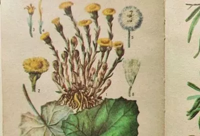 Собираем мать-и-мачеху в июне: секрет заготовки из бабушкиной книги