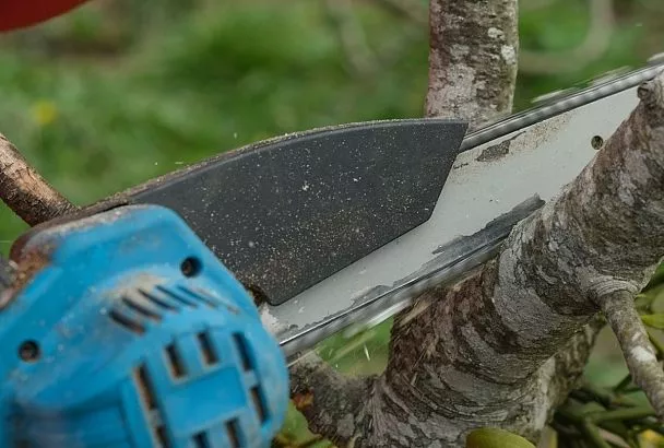 Деревья у мостов и путепроводов в Краснодаре проредят для безопасности: где пройдут работы