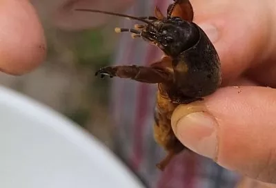 Медведка исчезнет с огорода за 1 ночь! Успейте сделать эту пивную ловушку-убийцу до 15 апреля (100% результат)