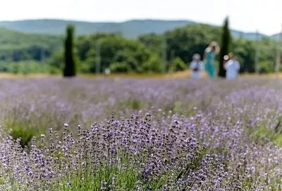 Сентябрь и лаванда: почему этот месяц лучше всего подходит для черенкования