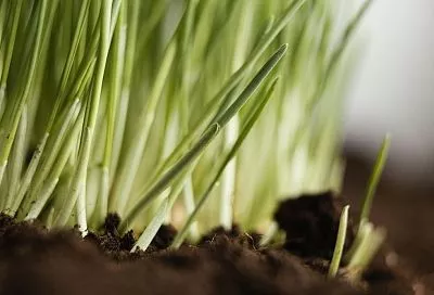 Сеем рожь как сидерат в сентябре — и весной плодородный огород без сорняков