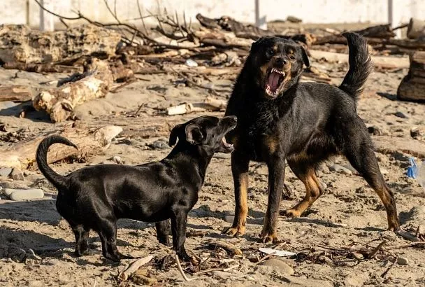 В Краснодарском крае ужесточают меры к агрессивным бездомным собакам 