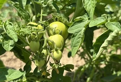 Томатная ботва против вредителей: вы и не знали, что имеете под рукой такое мощное средство