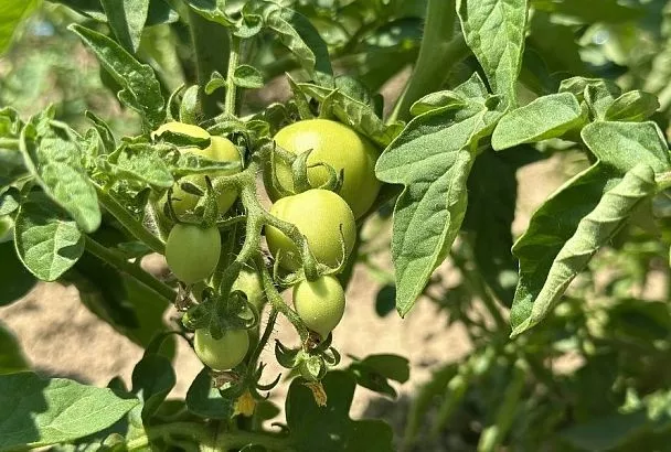 Томатная ботва против вредителей: вы и не знали, что имеете под рукой такое мощное средство