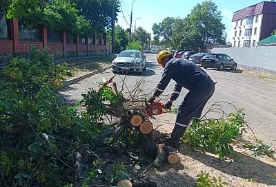Сильный ветер повалил деревья в Краснодаре
