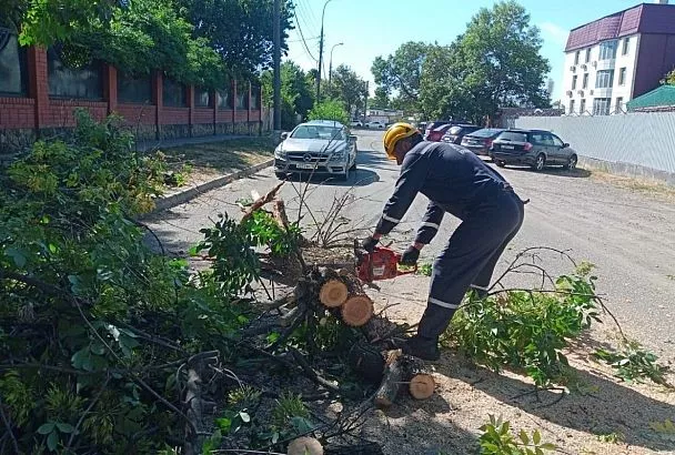 Сильный ветер повалил деревья в Краснодаре