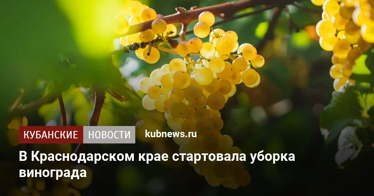 В Краснодарском крае стартовала уборка винограда
