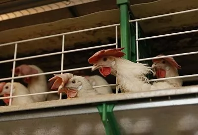 Встали на крыло: птицеводы Кубани развиваются и наращивают мощности