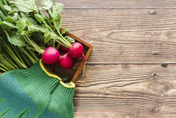 Редис станет отличным осенним сидератом 