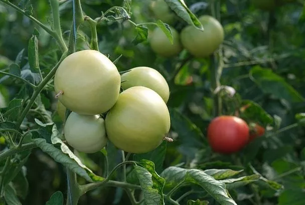 Читаем по листу: как с одного взгляда понять, чего не хватает томатам