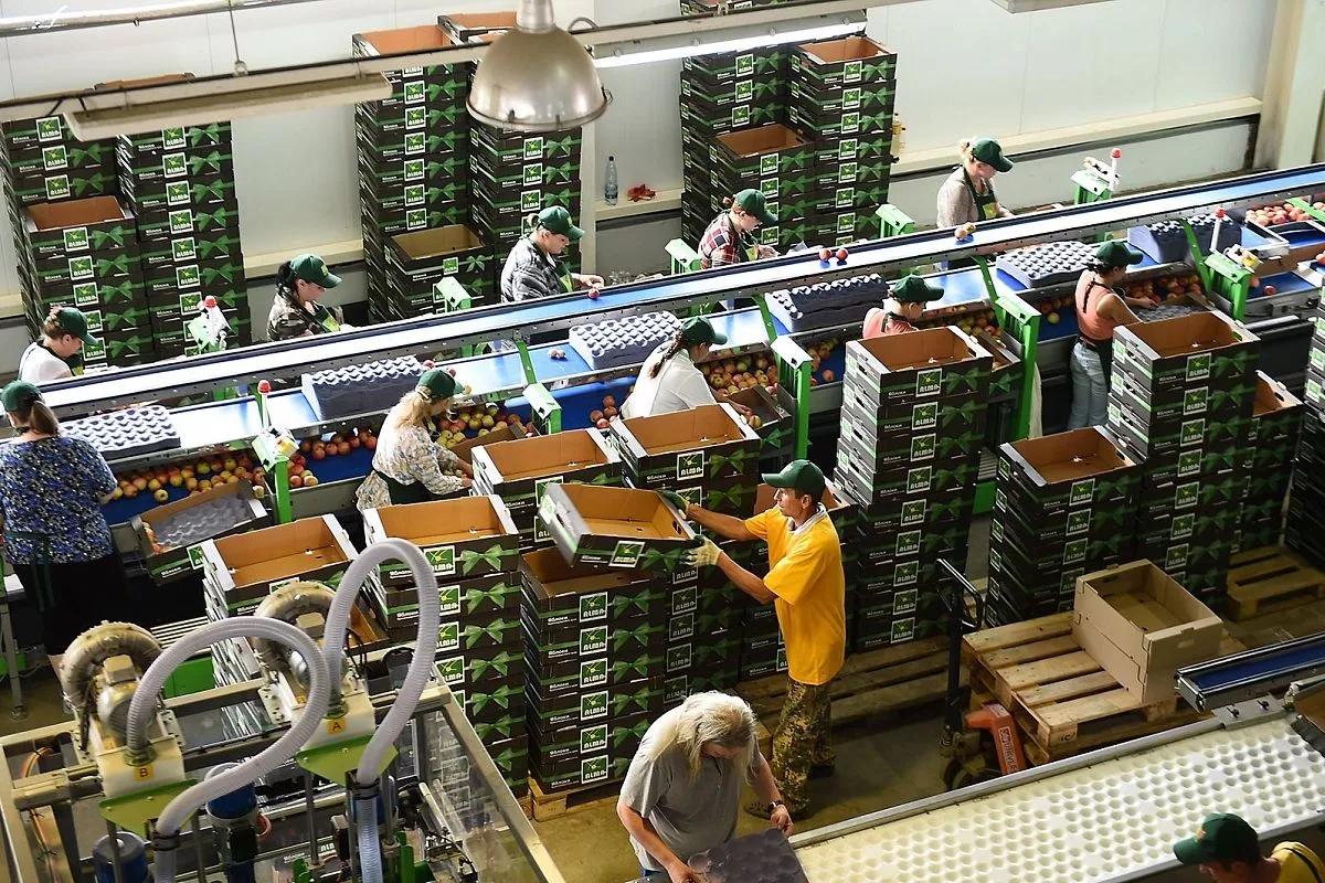 В компании «Алма Продакшн»  выращивают лучшие яблоки