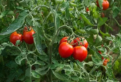 Самый ленивый способ выращивания томатов: сажаю один раз, а собираю  ведрами 