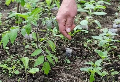 Дачникам на заметку: в каких случаях излишняя активность на грядках приведет к штрафу
