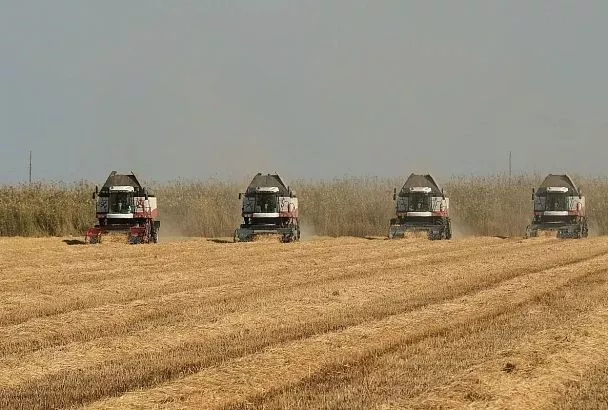 На пульсе жатвы: кубанские аграрии знают цену хлеба