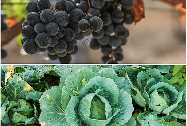 Виноград и капуста – будет пусто: ошибка, которая может привести к потере урожая