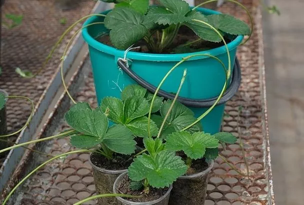 Земклуника – гибрид с характером: рассказываем, как растить эту ягоду и о лучших сортах