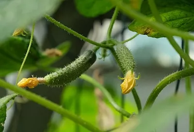 Урожай до заморозков: как продлить плодоношение огурцов