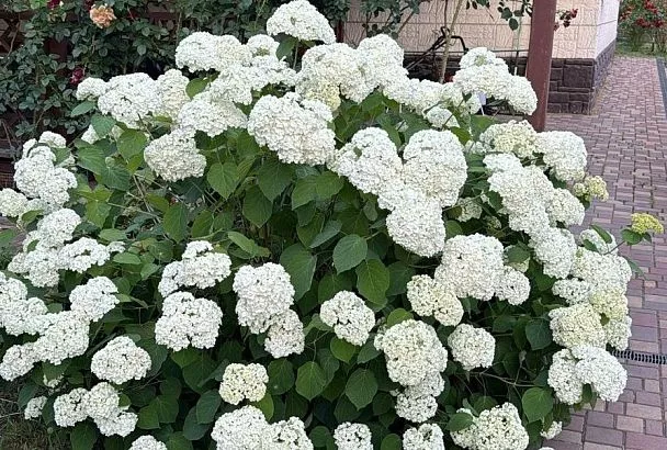 Не цветет гортензия: пять причин, почему растение может находиться в стрессе